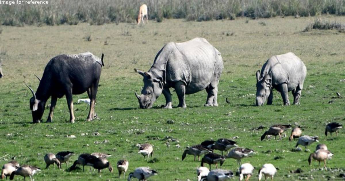 Rhino poaching bid in Kaziranga foiled, 4 arrested in Assam's Biswanath